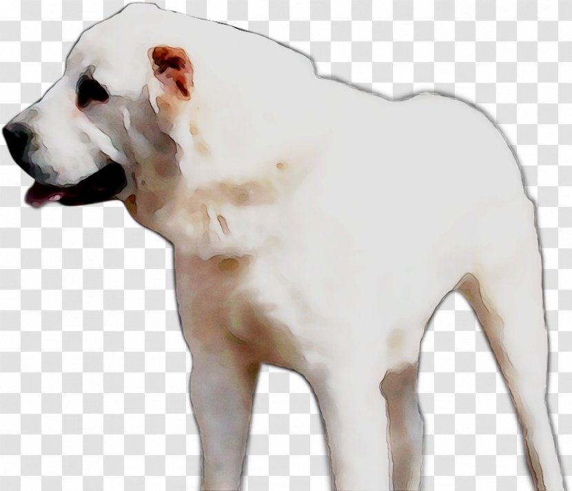 American Bulldog Dogo Argentino Cordoba Fighting Dog Bully Breed Transparent PNG