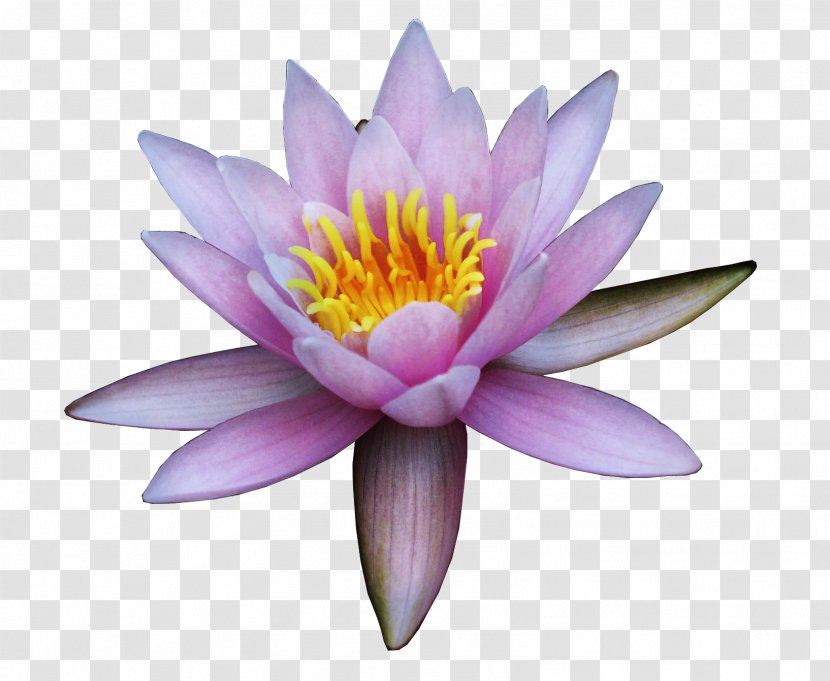 Nelumbo Nucifera Flower Water Lily Clip Art - Lotus Transparent PNG