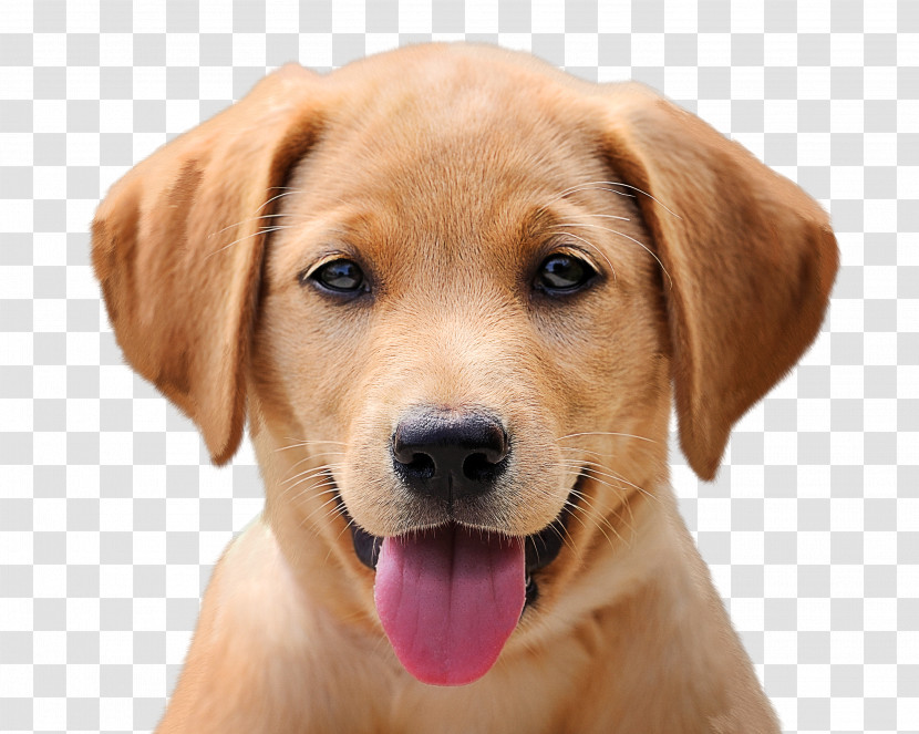 Labrador Retriever Cat Puppy Golden Retriever Dog Grooming Transparent PNG
