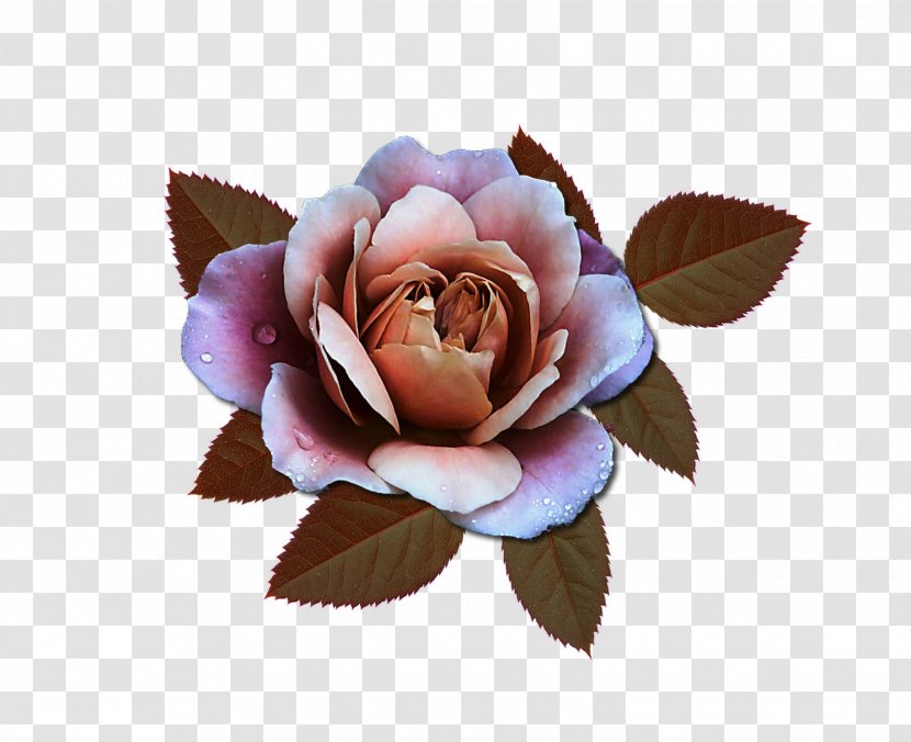Garden Roses Centifolia Pink Douchegordijn Cut Flowers - Curtain Transparent PNG