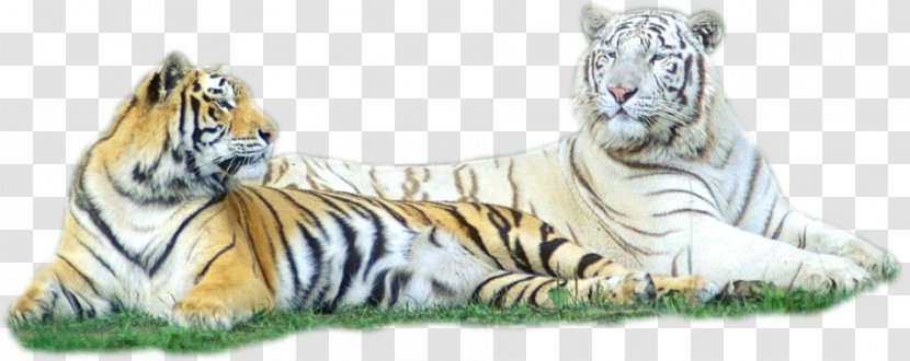 Tiger Cat The Jungle Book Animaatio Transparent PNG