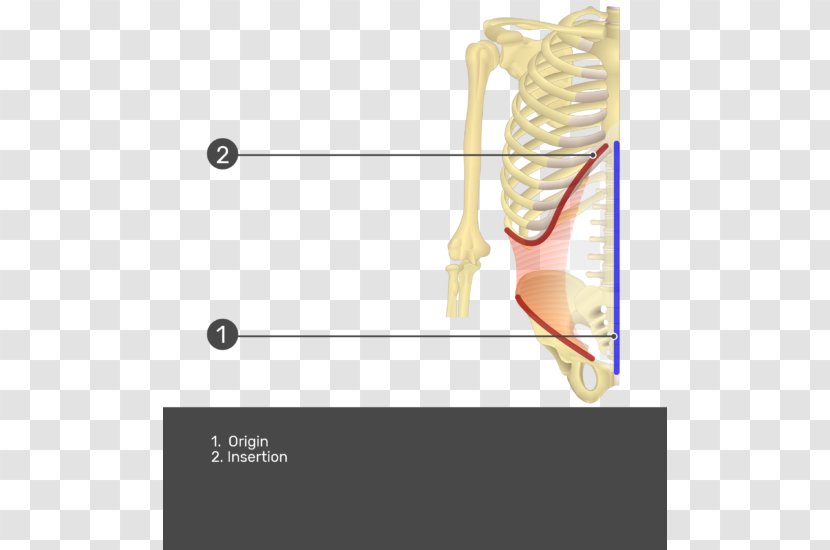 Transverse Abdominal Muscle Rectus Abdominis Origin And Insertion External Oblique - Watercolor - Heart Transparent PNG