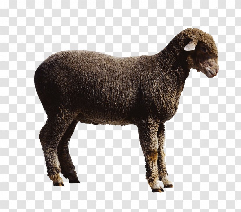 Sheepu2013goat Hybrid Cattle - Goats - Animal Sheep Transparent PNG