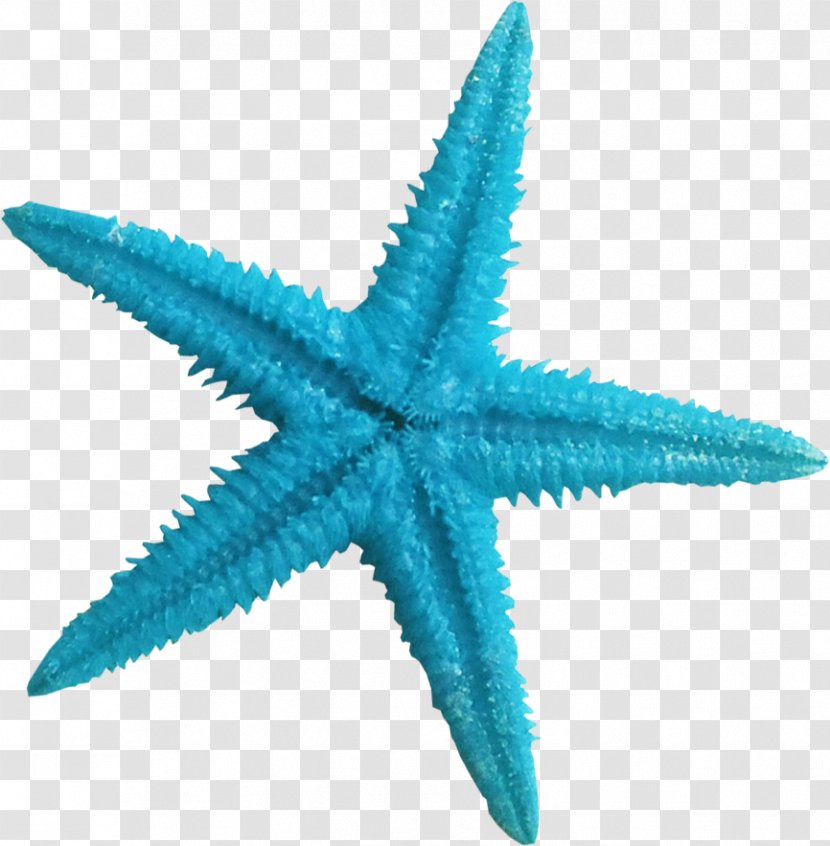 Starfish Blue Color Clip Art - Contrast - Beautiful Transparent PNG