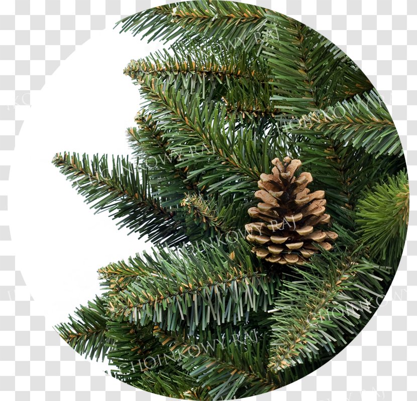 Fir Spruce Pine Christmas Ornament Evergreen Transparent PNG