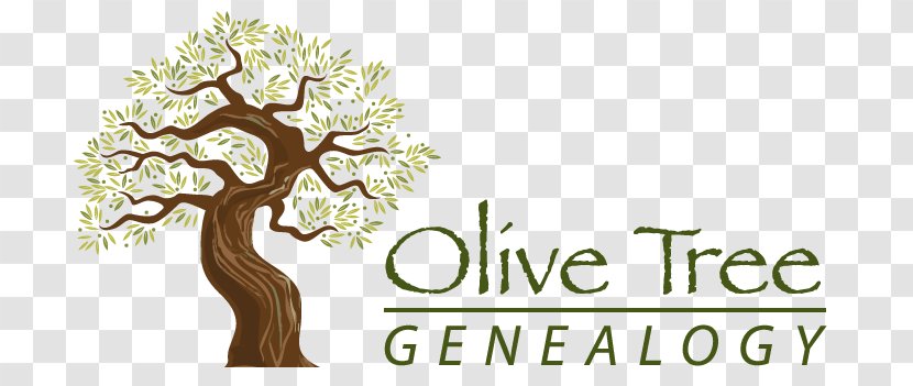 Olive Tree Of Vouves Branch Root - Logo Transparent PNG