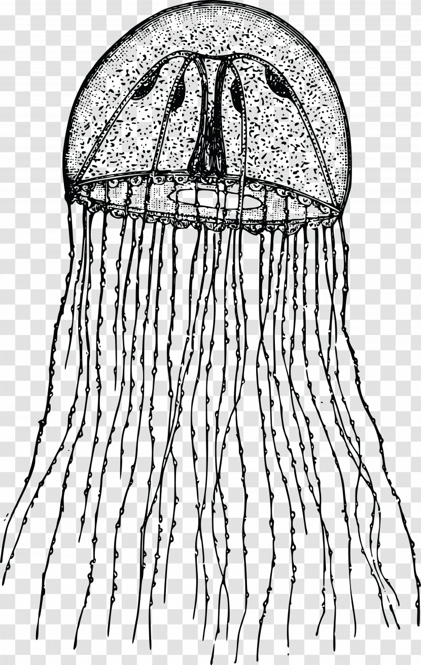 Hydroid Clip Art - Cartoon - Jelly Fish Transparent PNG