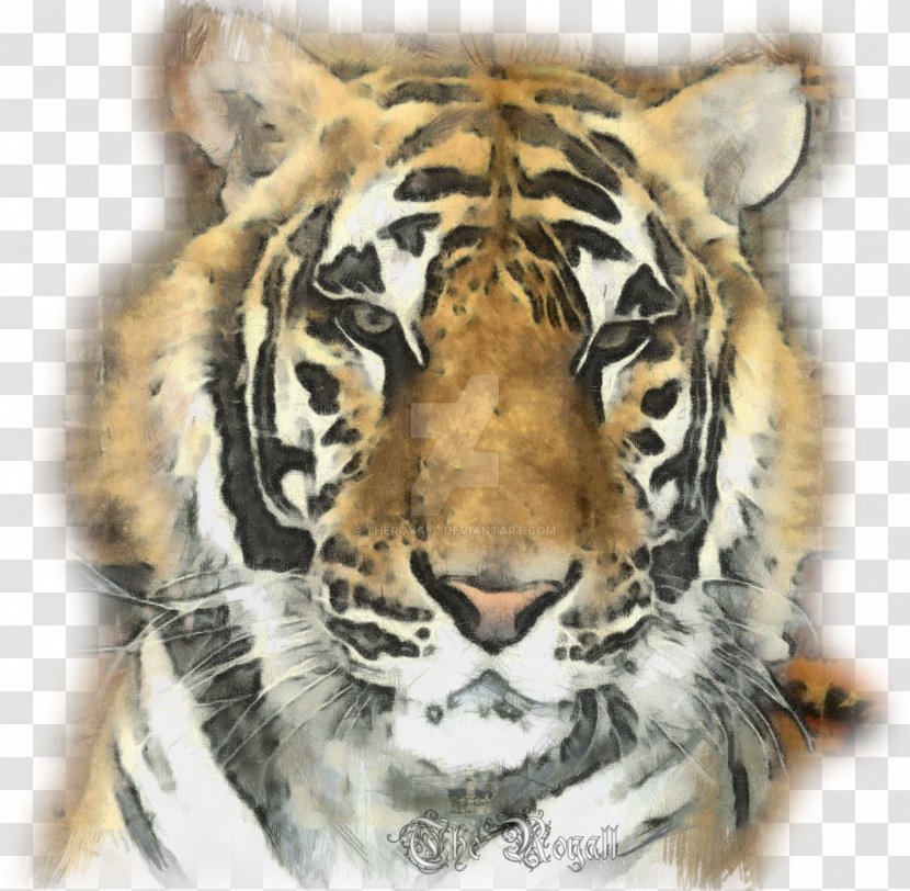 Tiger Whiskers Cat Snout Fur Transparent PNG