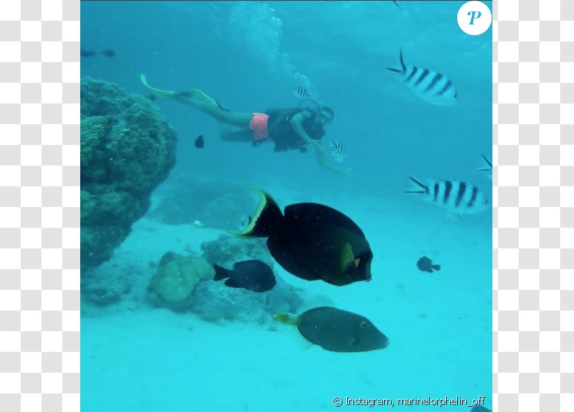 Snorkeling Coral Reef Fish Underwater Sea - Marine Biology Transparent PNG