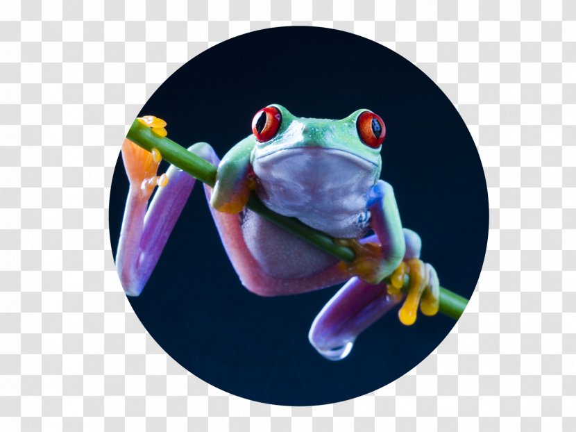 Red-eyed Tree Frog Desktop Wallpaper Salamander - Redeyed - Jumping Day Transparent PNG