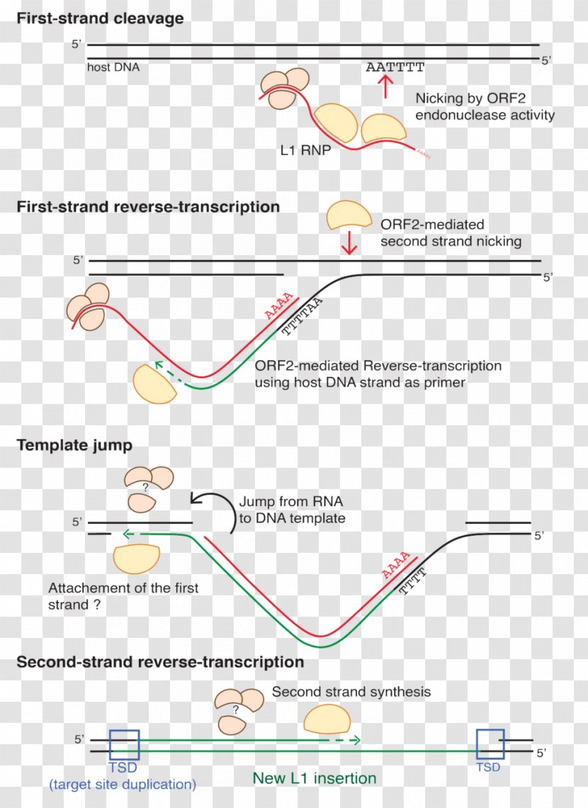 Line Angle Diagram Organism Transparent PNG