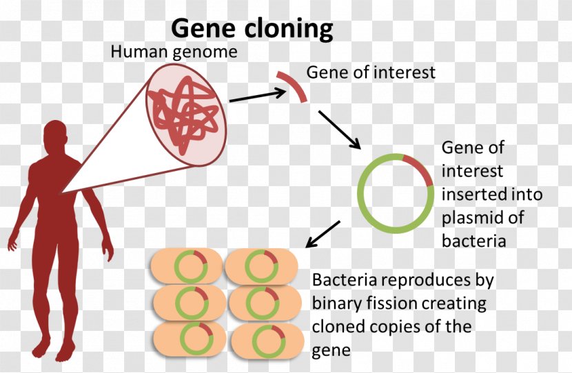 Biology Genome Organism Gene Molecular Cloning - Silhouette - Restriction Enzyme Transparent PNG