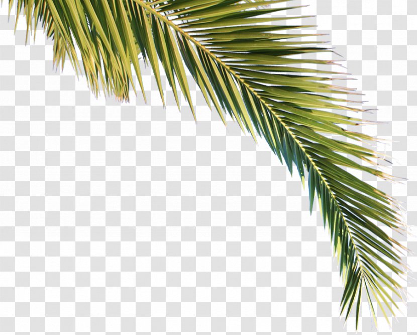 Arecaceae Asian Palmyra Palm Tree Pine Clima Subtropical - Borassus Transparent PNG