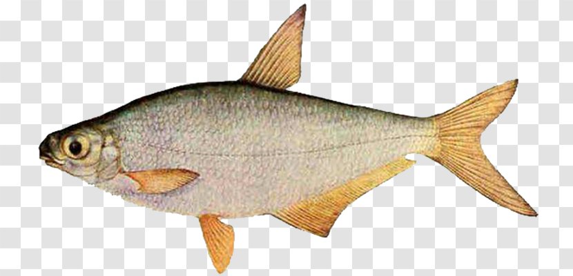 White-eye Bream Common Fish Khopyor River Aral Sea - Blicca Bjoerkna Transparent PNG