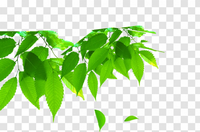 Leaf Green - Branch Transparent PNG