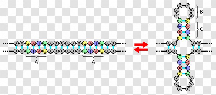 Palindromic Sequence Palindrome DNA Nucleic Acid Inverted Repeat - Double Helix Transparent PNG
