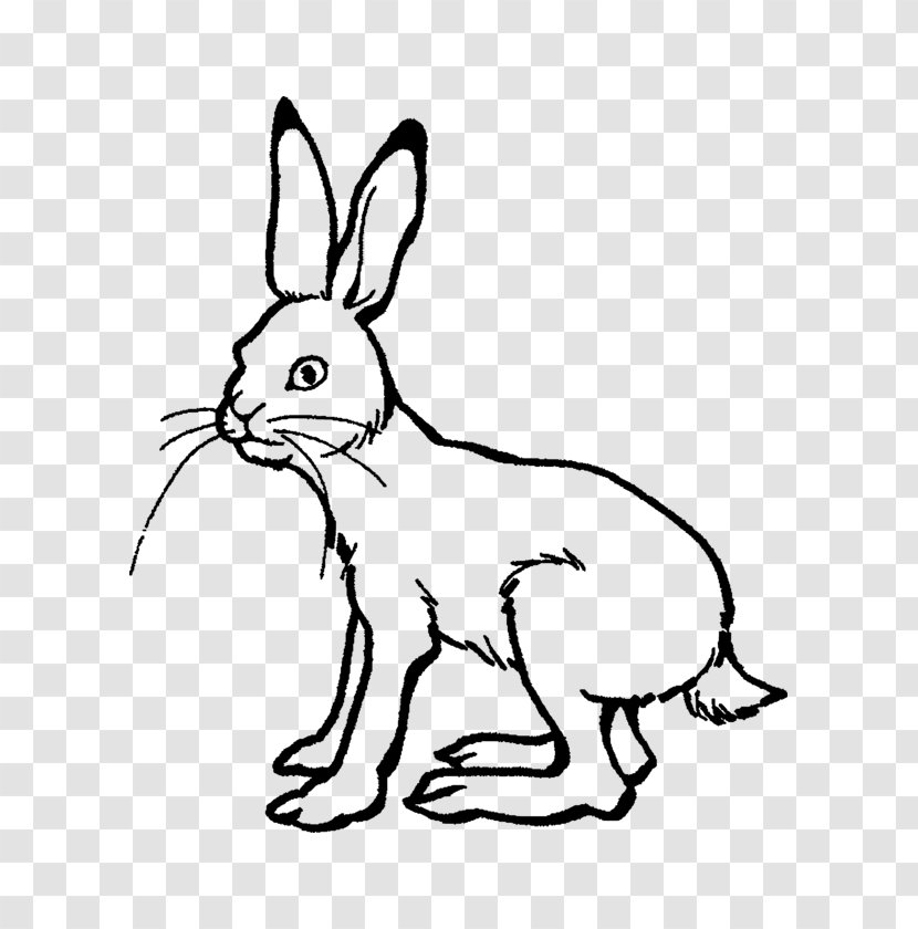 Arctic Hare The Tortoise And European Rabbit Drawing - Rabits Hares Transparent PNG