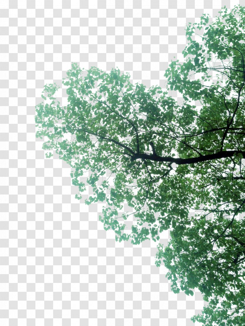 Branch Green - Flower - Tree,Green Transparent PNG