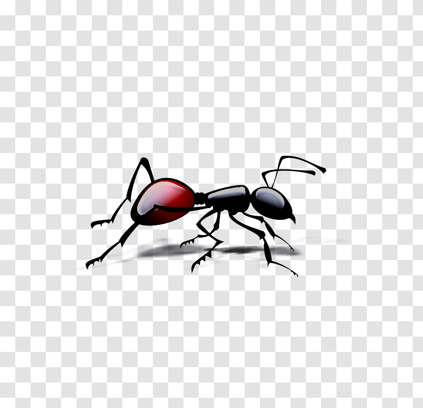 Weevil Insects Fly Stx Eu.tm Energy Nr Dl Meter Transparent PNG