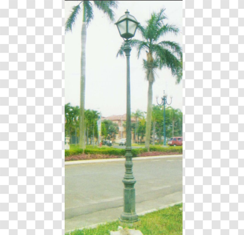 Street Light Utility Pole Lamp Asian Palmyra Palm - Product Marketing Transparent PNG