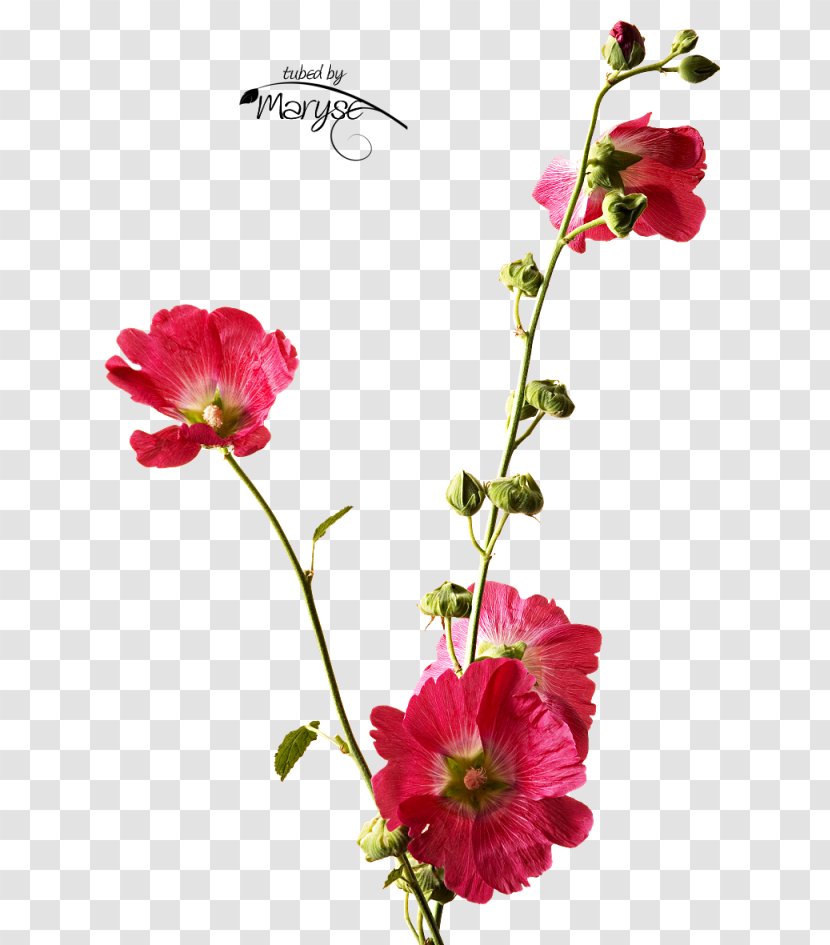 Cut Flowers Floral Design Plant Stem Petal - Oyster Card - Flower Transparent PNG
