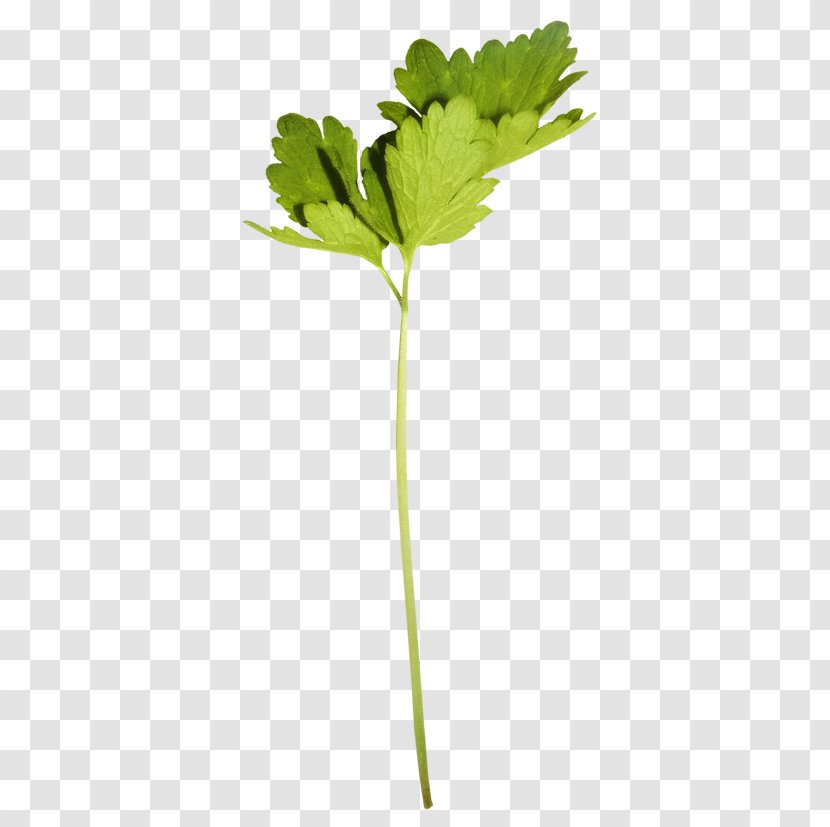 Leaf Vegetable Yandex Search Petal Plant Stem Transparent PNG