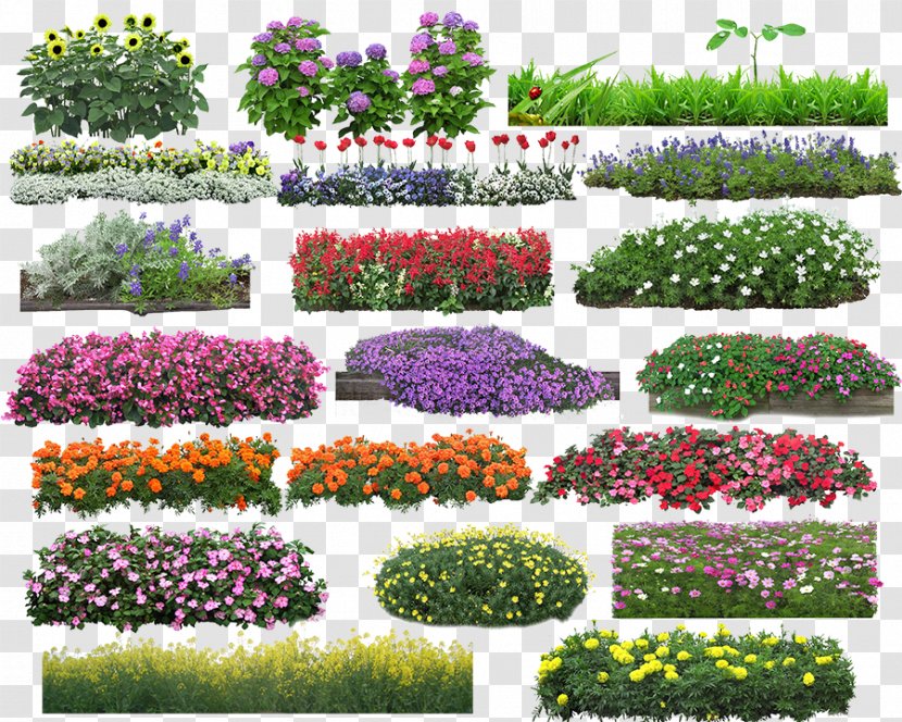 Flower Download - Botanical Garden - Flowers Haystack Image Transparent PNG