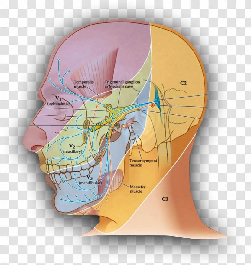 Trigeminal Nerve Neuralgia Eyelid Nose - Tree Transparent PNG