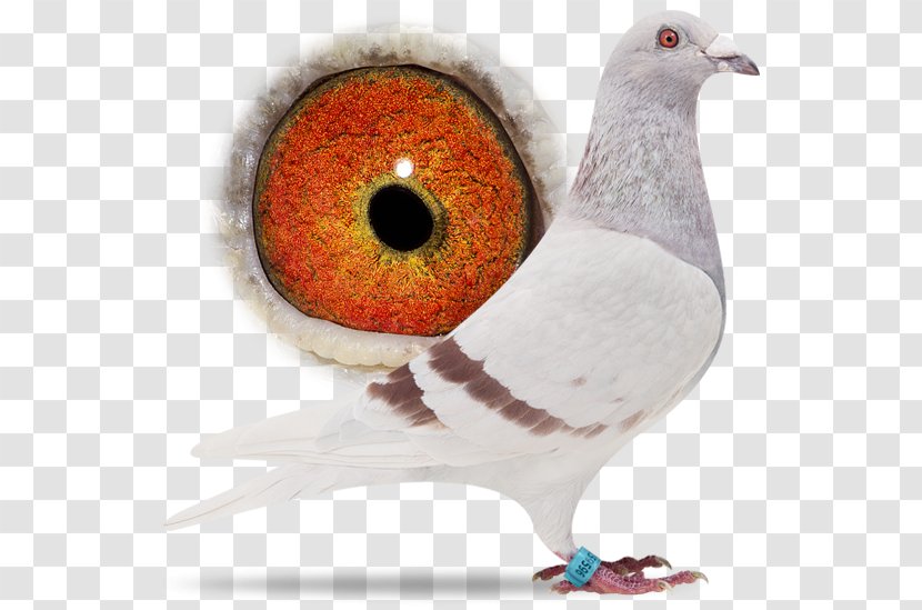 Columbidae Sangers Pigeons BV Bird Beak Épernay - Sexually Transmitted Infection Transparent PNG