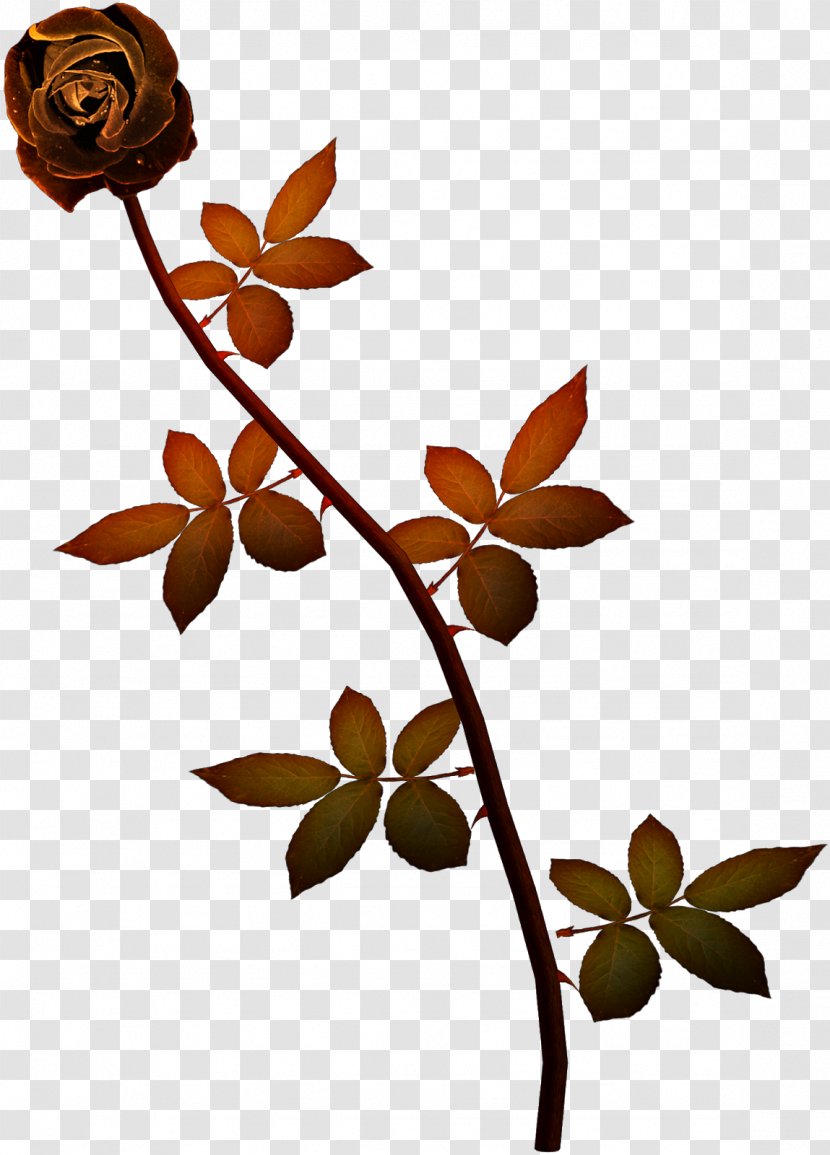 Flower Leaf Plant Branch Twig - Stem Transparent PNG