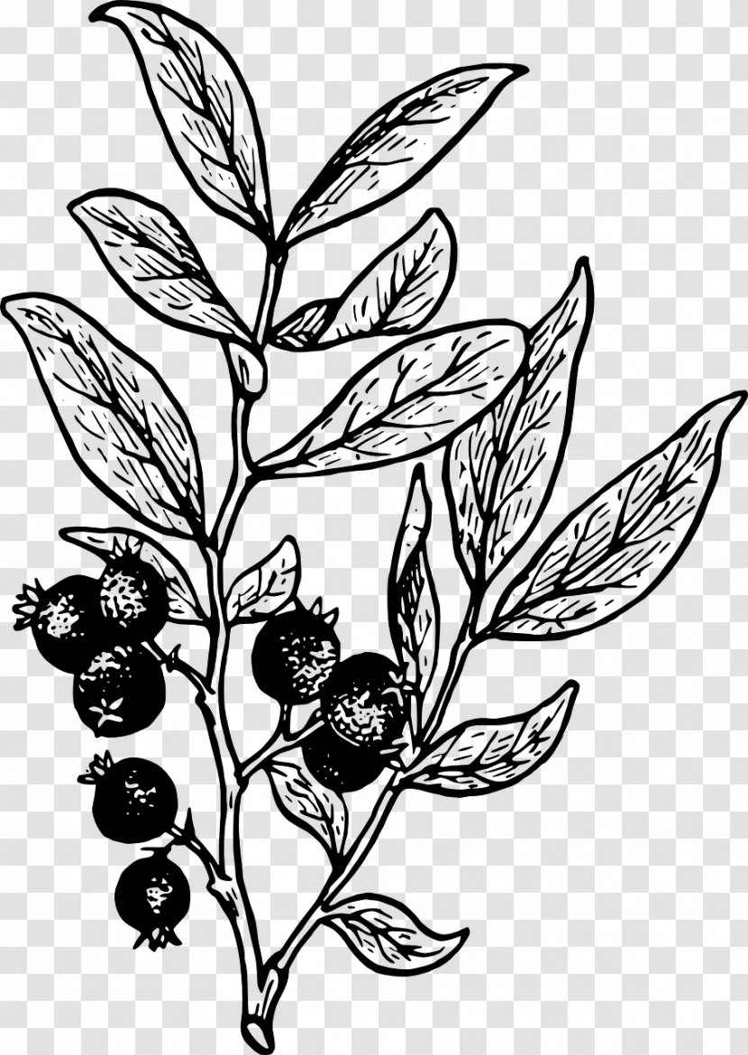 Huckleberry Drawing Clip Art - Fictional Character - Blueberry Transparent PNG