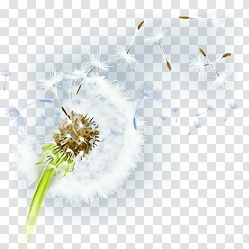 Flower Desktop Wallpaper Petal Pollen Plant - Flowering - Dandelion Transparent PNG