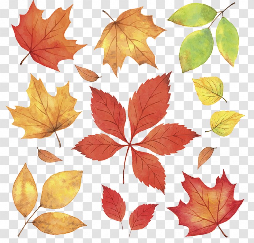 Autumn Leaves Leaf Illustration - Maple Fall Transparent PNG