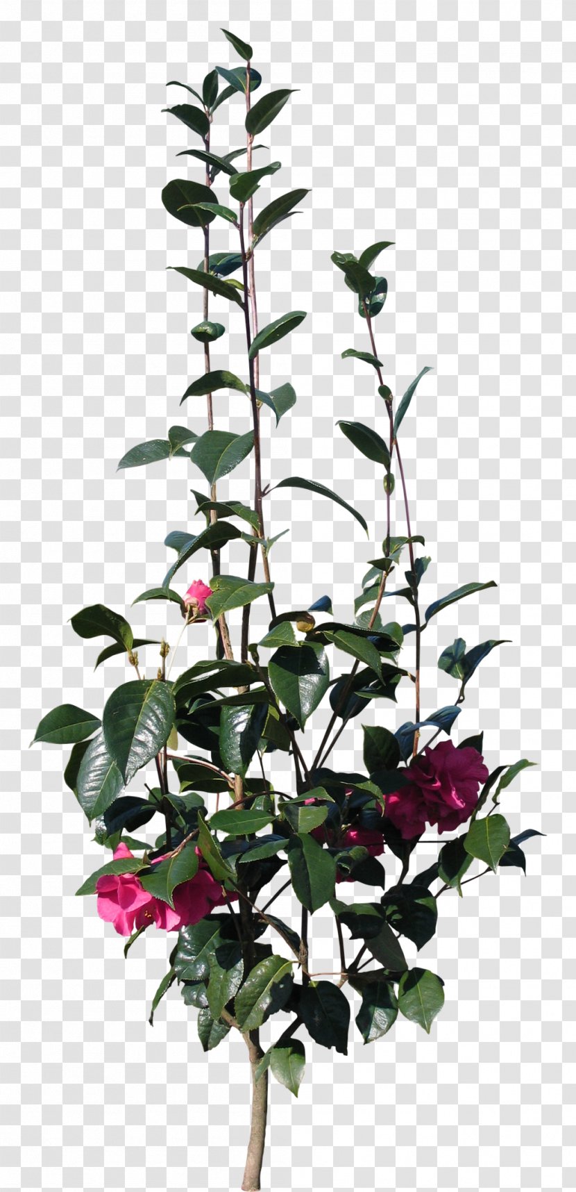 Television Flower Plant Stem - Flowering - Hibiscus Transparent PNG