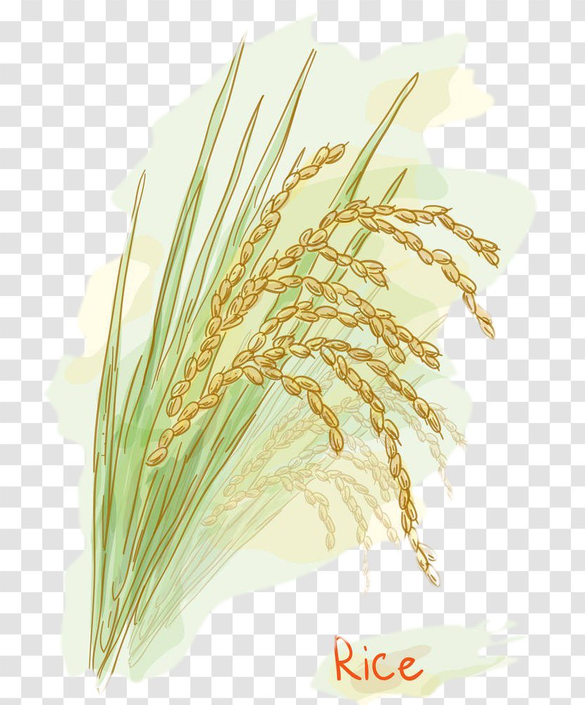 Rice Stock Photography Watercolor Painting Clip Art - Paddy Field - Seed Vector Picture Transparent PNG