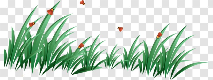 Lawn Clip Art - Grass Family - Green Transparent PNG