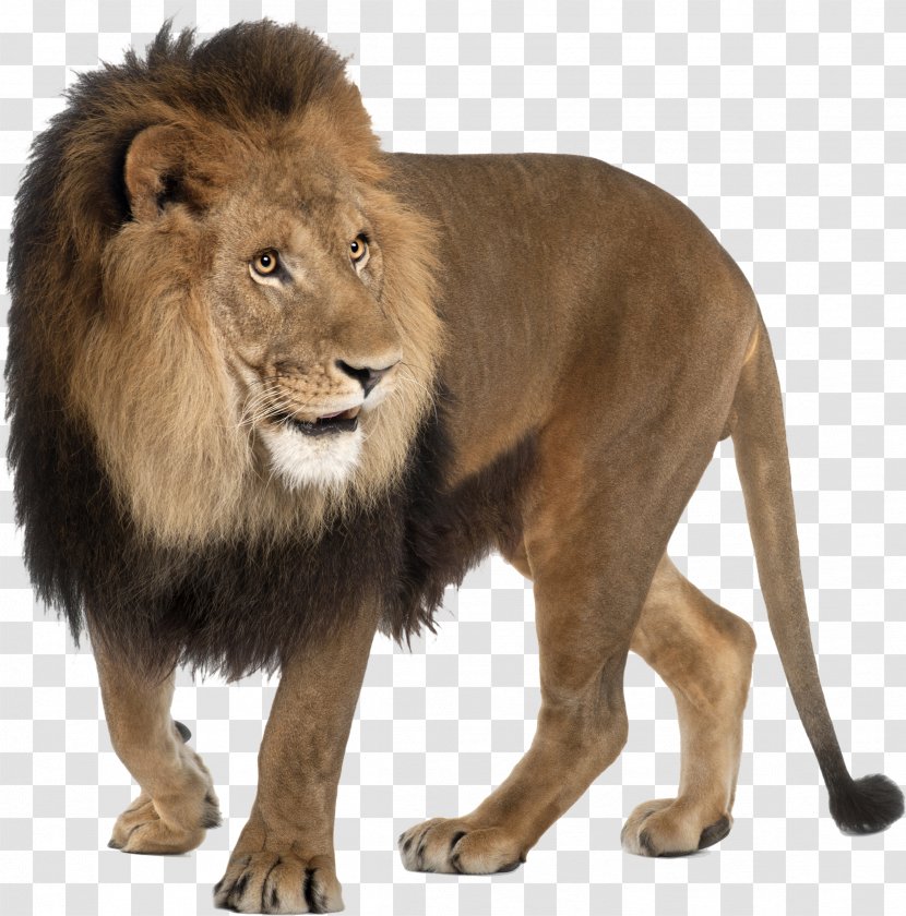 East African Lion Felidae Image - Roar Transparent PNG