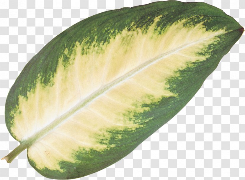 Leaves - Cucumber - Megabyte Transparent PNG