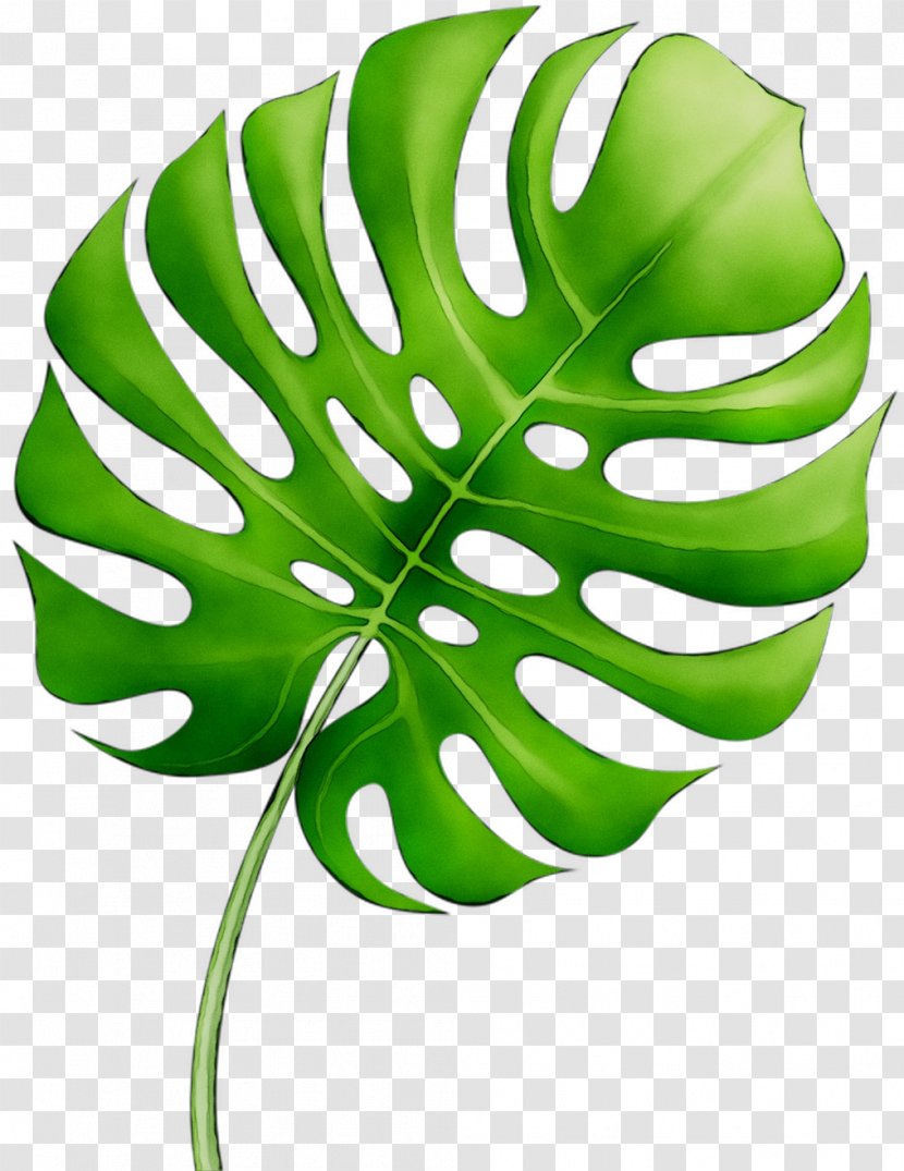 Leaf Plant Stem Green Flower Product Design - Botany Transparent PNG