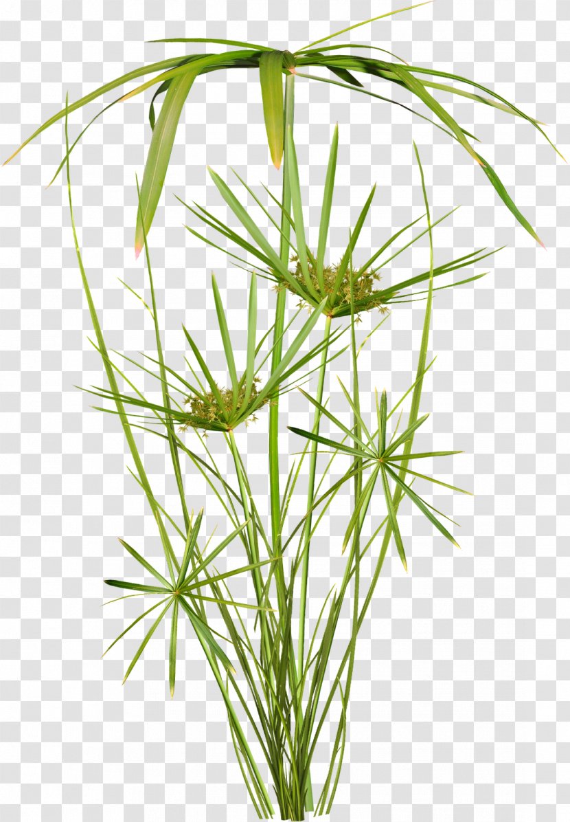 Plant Scrapbooking Vetiver TinyPic - Video - Greenery Transparent PNG