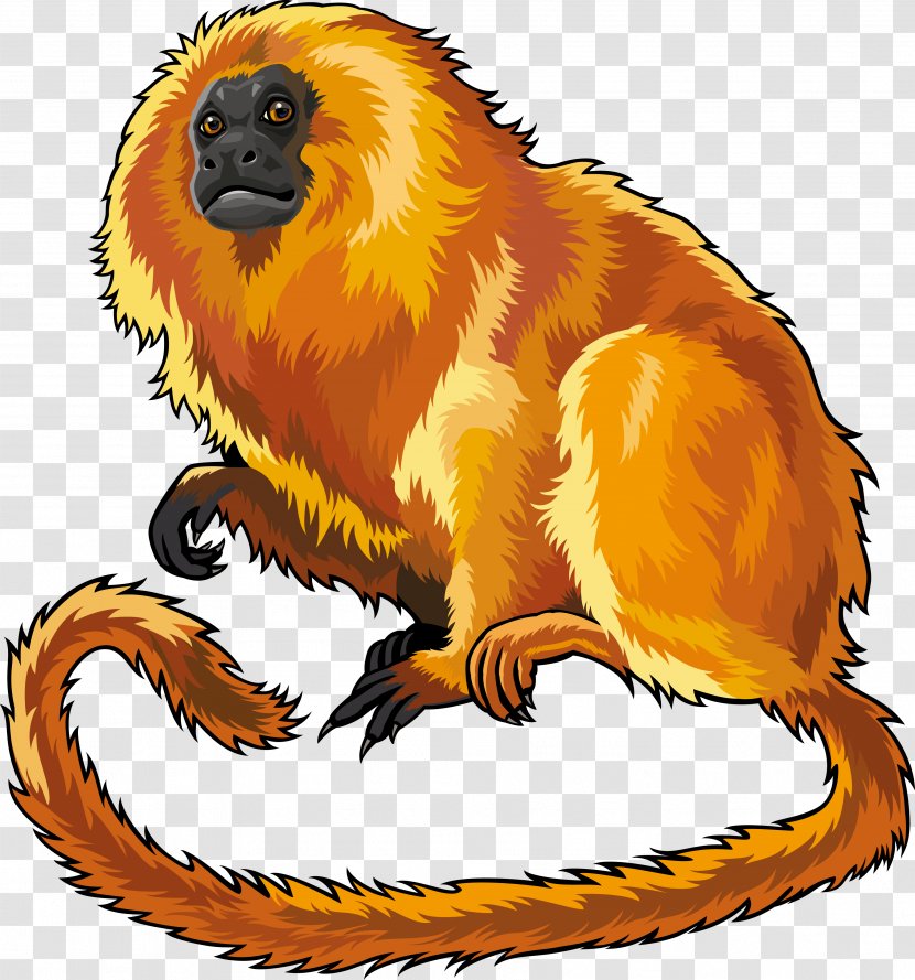 Golden Lion Tamarin Drawing Monkey - Snout Transparent PNG
