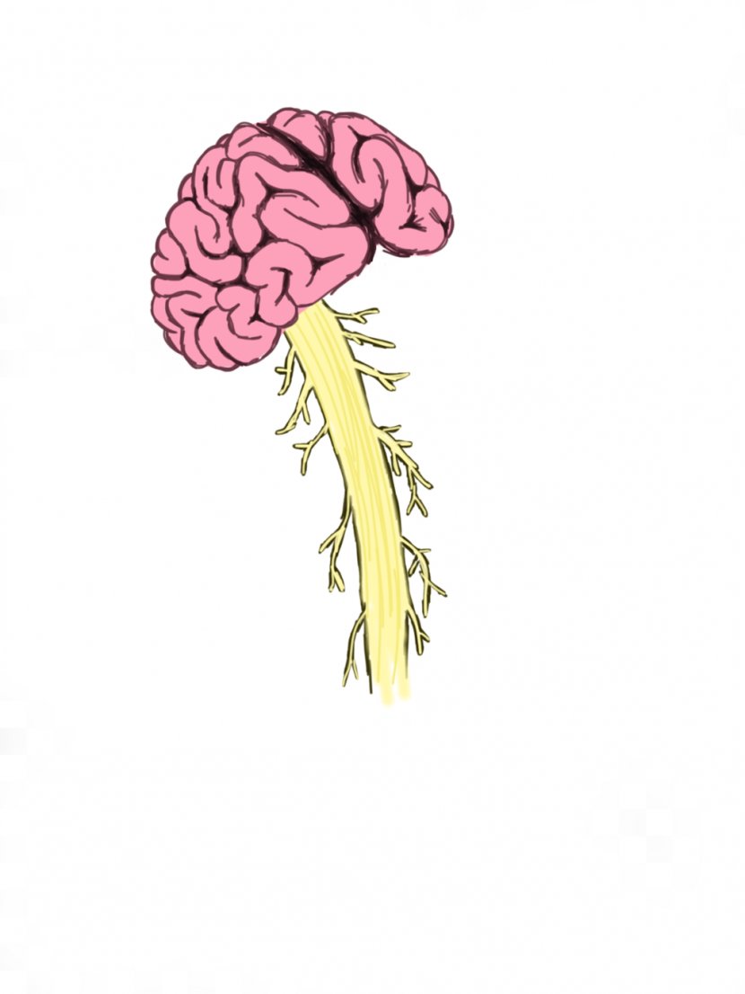 Human Brain Spinal Cord Injury Vertebral Column - Cartoon Transparent PNG