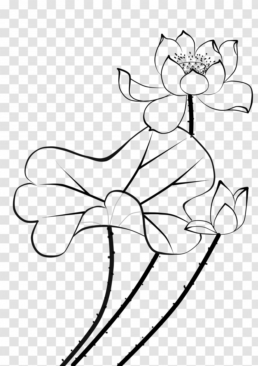 Nelumbo Nucifera Water Lilies Flower Stroke Petal - Monochrome Photography - Lotus Graphic Design Transparent PNG