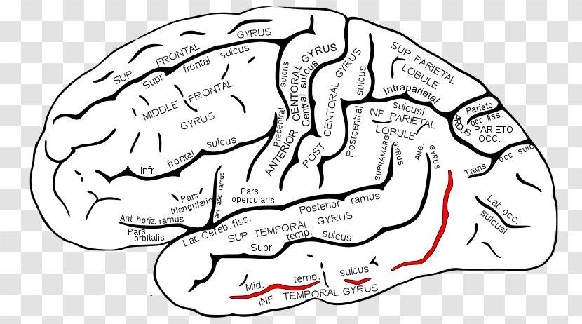 Superior Temporal Sulcus Gyrus Lobe - Frame - Brain Transparent PNG