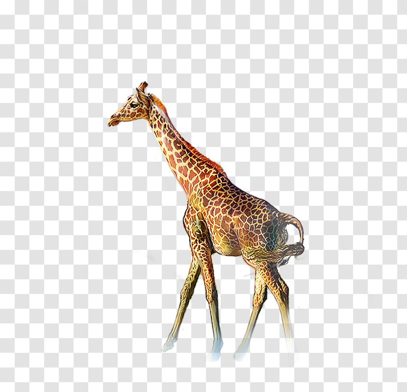 Northern Giraffe Deer Animal - Organism - A Transparent PNG