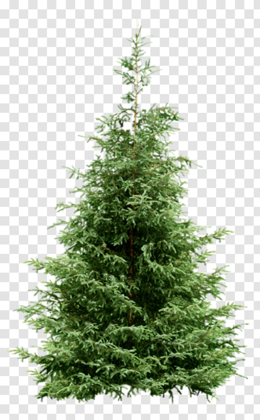 Nordmann Fir Spruce Christmas Tree Pine - Plants Transparent PNG