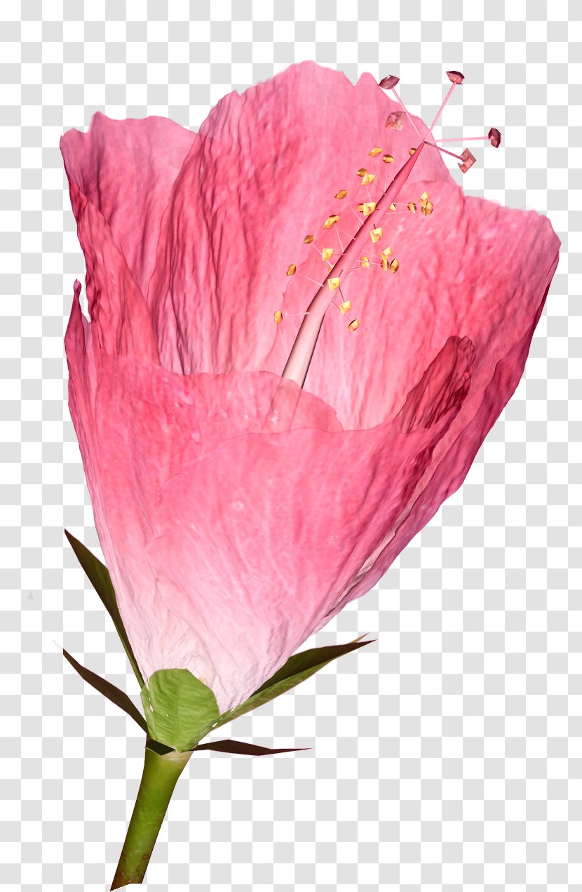 Flower TIFF Petal Clip Art - Poppy Family - Hibiscus Transparent PNG