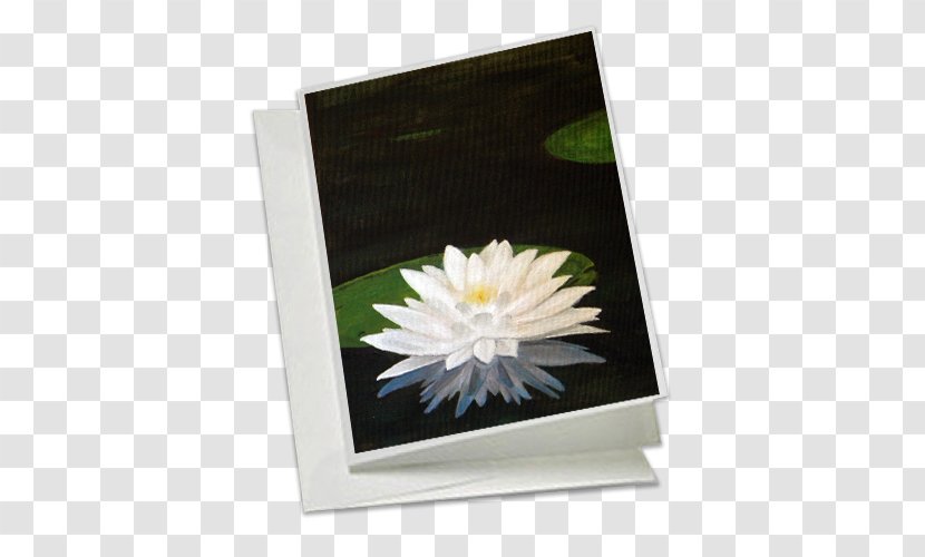 Water Lilies Gene Bahr's Wildlife Creations Daisy Family Price Petal - Telephone Call Transparent PNG