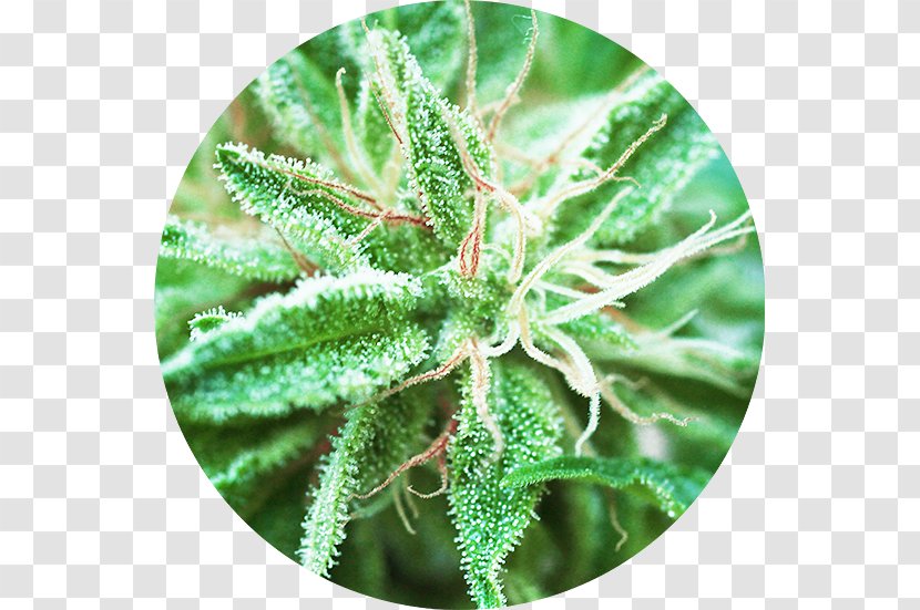 Cannabis Sativa Autoflowering Marijuana Cannabidiol - Seed Bank Transparent PNG