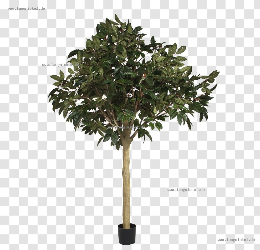 Embryophyta Gum Trees Green Artificial Flower - Banyan - Tree Transparent PNG